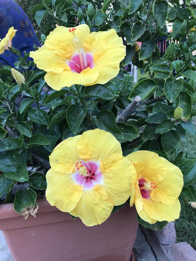 B&B Hibiscus Capoterra Exterior foto