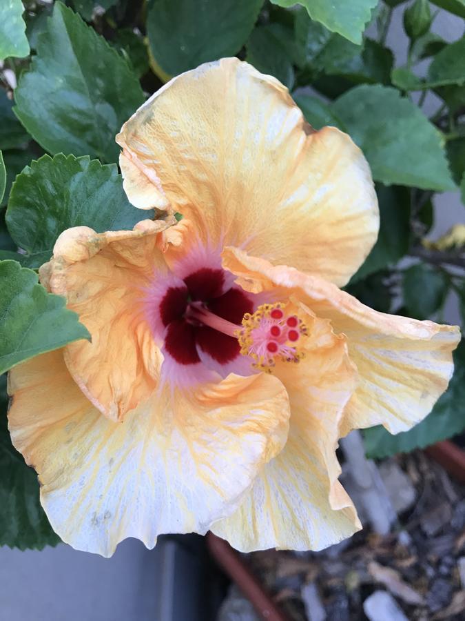 B&B Hibiscus Capoterra Exterior foto