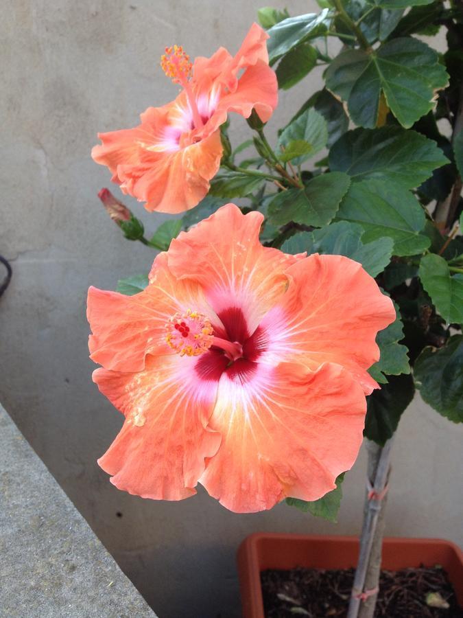 B&B Hibiscus Capoterra Exterior foto